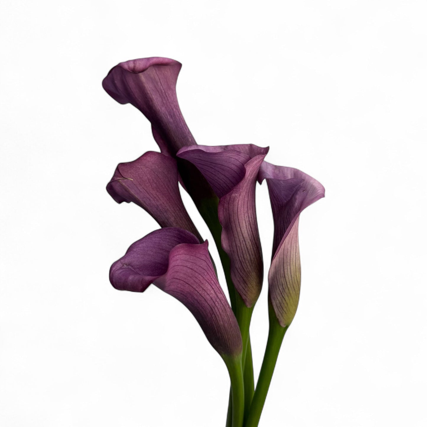 Calla Lily - Purple