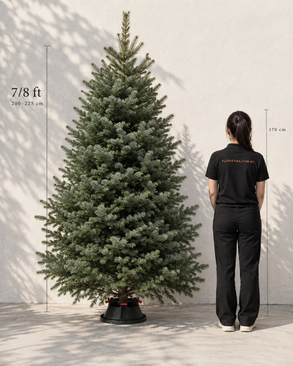 Real Christmas Tree (7/8 ft. / 200 - 225 cm) - Premium Grade Noble Fir