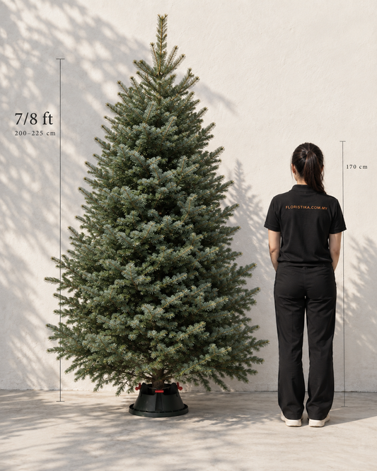 Real Christmas Tree (7/8 ft. / 200 - 225 cm) - Premium Grade Noble Fir