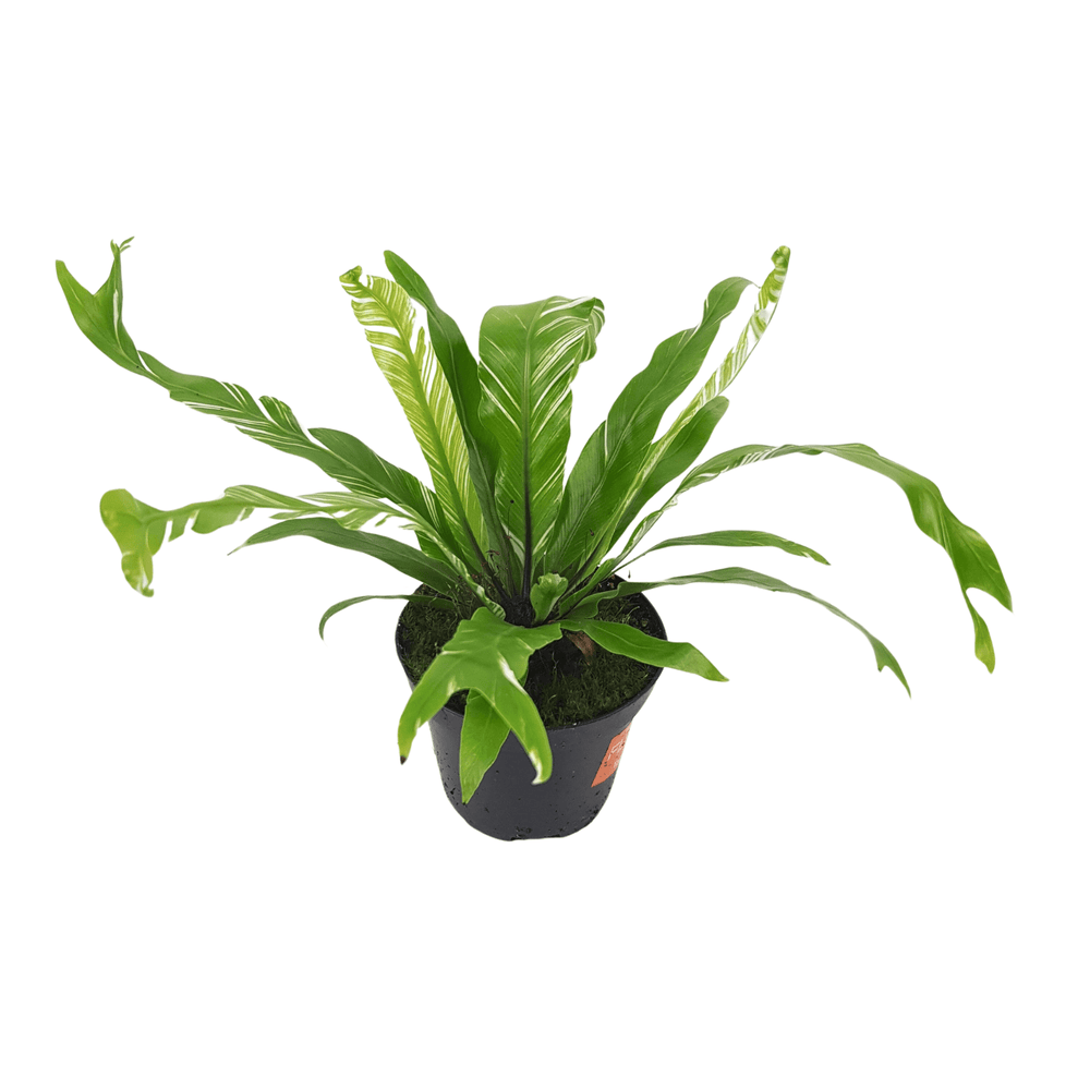 Asplenium Nidus Variagated 8cm