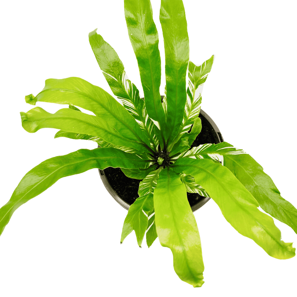 Asplenium Nidus Variagated 8cm