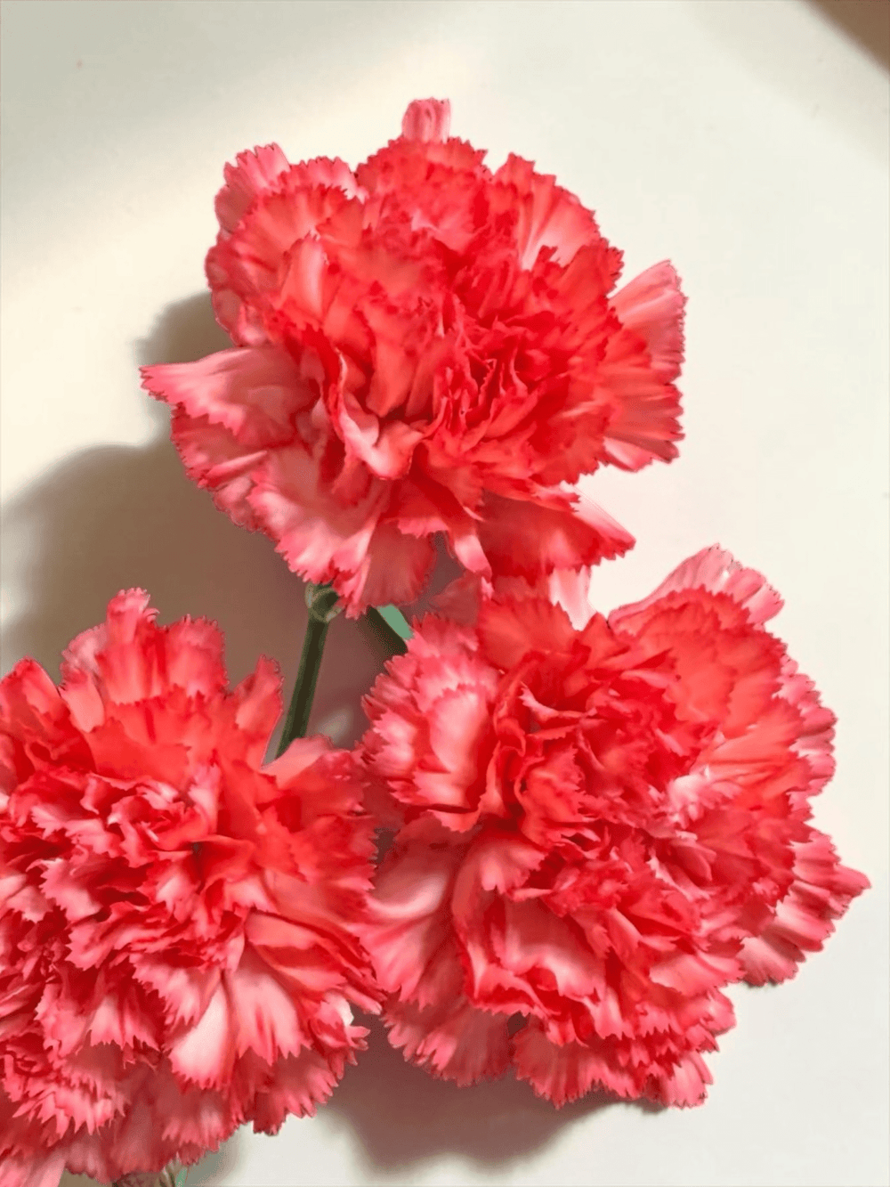 Mother's Day Carnation - Orange (18-20 Stems)