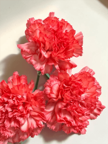 Mother's Day Carnation - Orange (18-20 Stems)