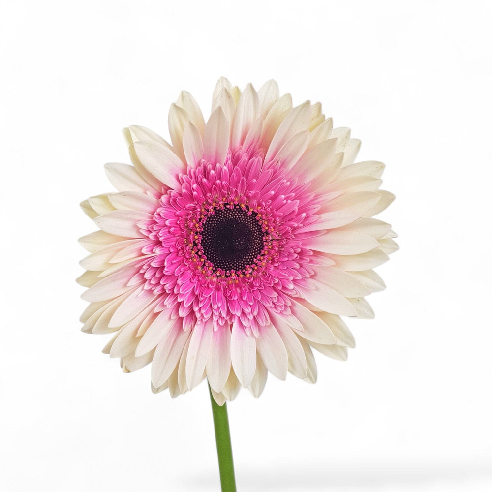 Gerbera - 2 Tone White Pink