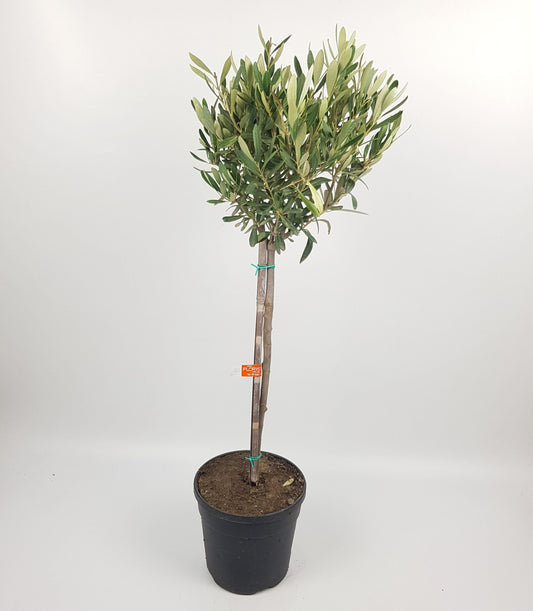 Pot Olea Europaea Olive (6 ft)