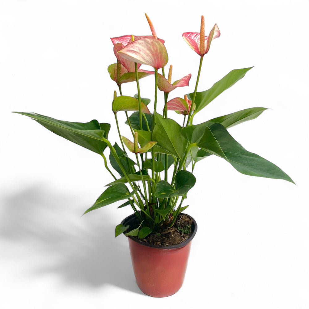 Pot Anthurium Mix - Red White