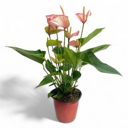 Pot Anthurium Mix - Red White