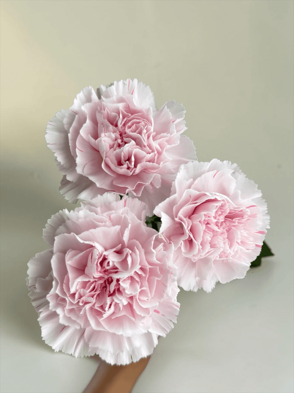 Mother's Day Carnation - 2 Tone Pink (18-20 Stems)