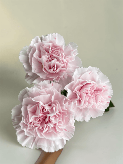 Mother's Day Carnation - 2 Tone Pink (18-20 Stems)
