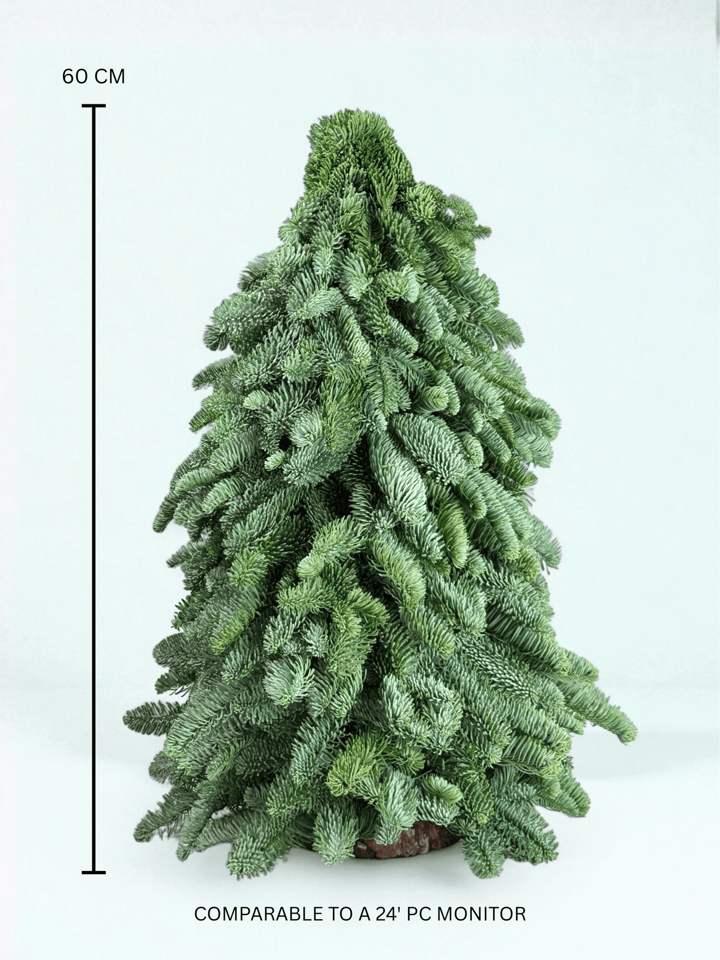 Mini Christmas Tree - Nobilis Fir (60cm)