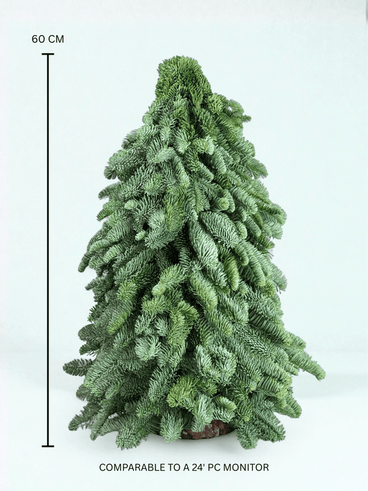 Mini Christmas Tree - Nobilis Fir (60cm)