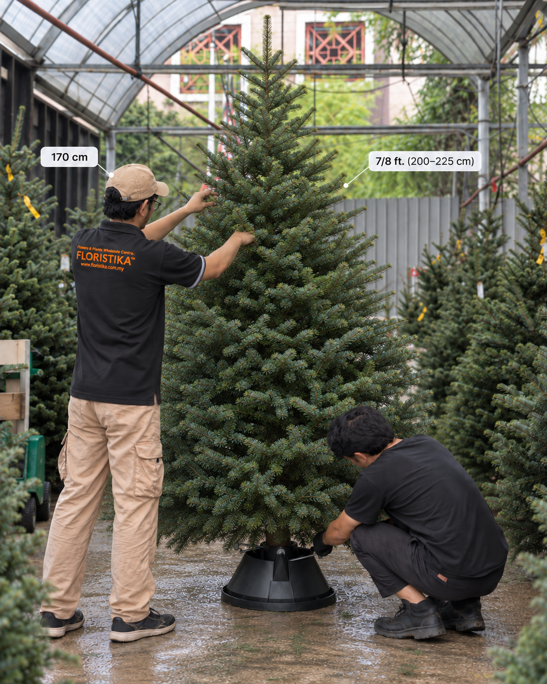 Real Christmas Tree (7/8 ft. / 200 - 225 cm) - Premium Grade Nordmann Fir