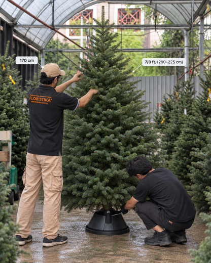 Real Christmas Tree (7/8 ft. / 200 - 225 cm) - Premium Grade Nordmann Fir