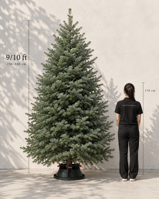 Real Christmas Tree (9/10 ft. / 250 - 300 cm) - Premium Grade Noble Fir