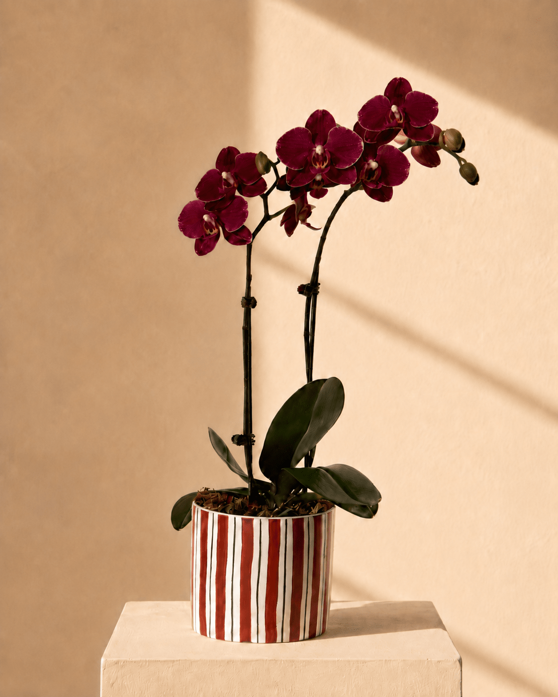 Purple Mini Phalaenopsis Orchid Arrangement - Dark Red Ceramic Pot