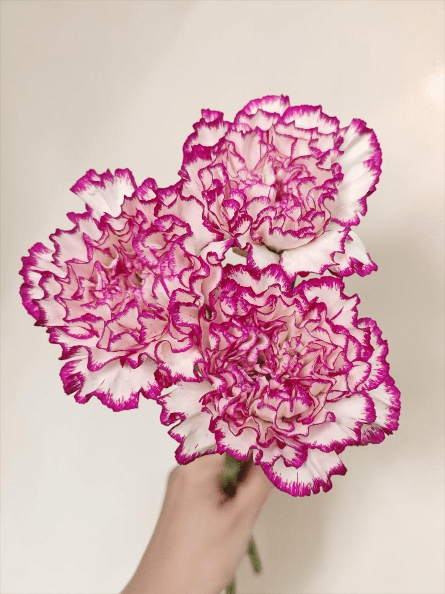 Mother's Day Carnation - 2 Tone White Purple (18-20 Stems)
