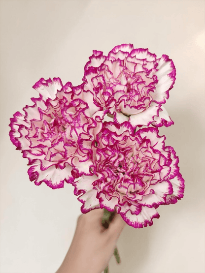 Mother's Day Carnation - 2 Tone White Purple (18-20 Stems)