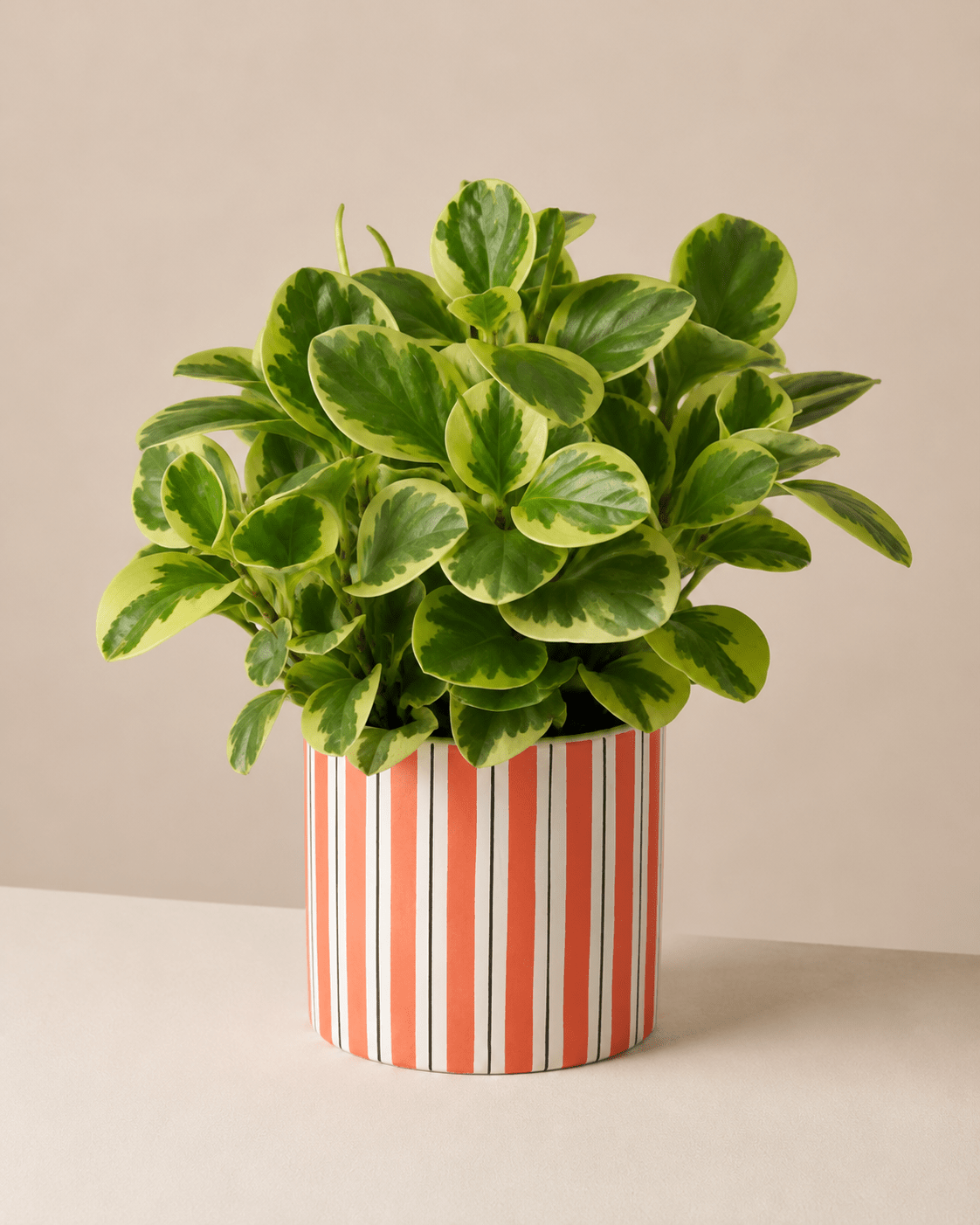 Peperomia Arrangement - Orange Ceramic Pot