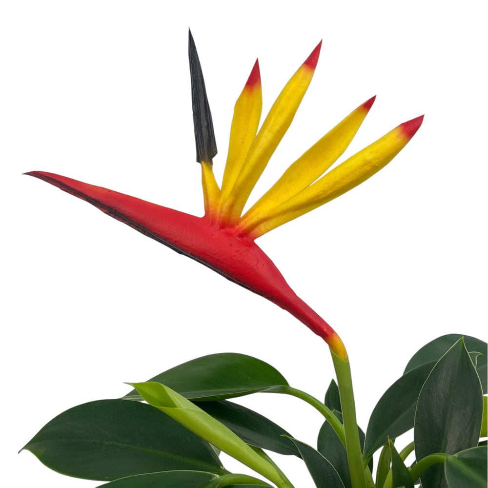 Hydroponic Philodendron Con-go