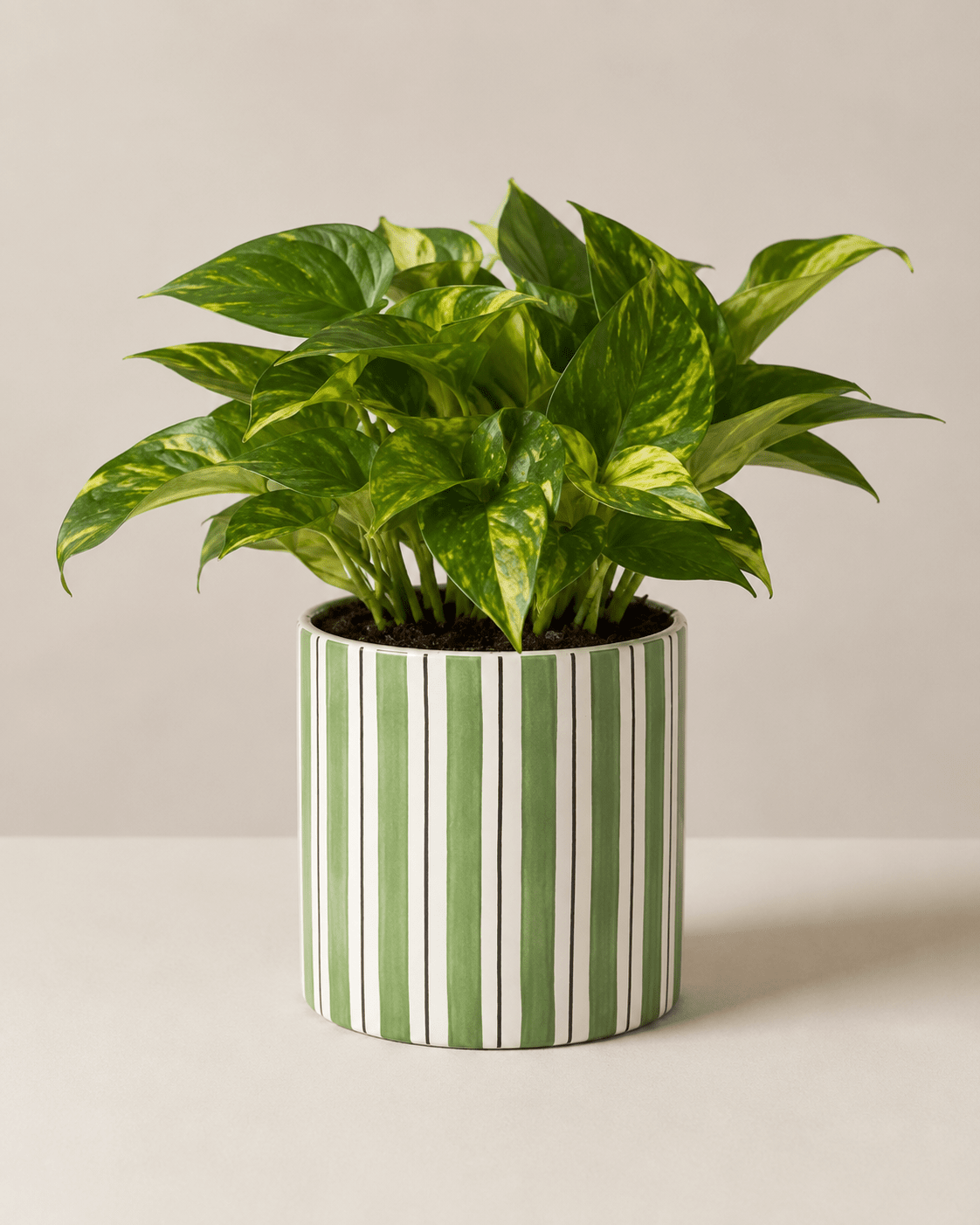 Money Plant Arrangement - Dark Green Ceramic Pot