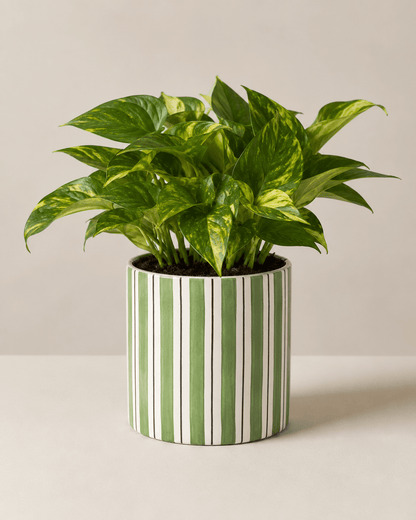 Money Plant Arrangement - Dark Green Ceramic Pot