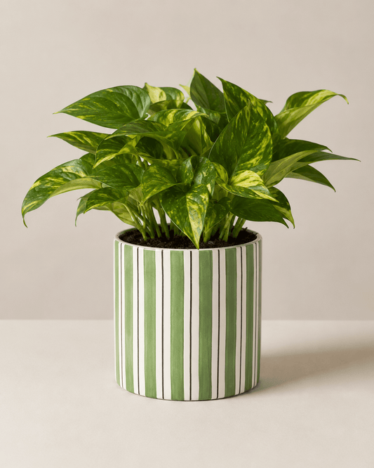 Money Plant Arrangement - Dark Green Ceramic Pot