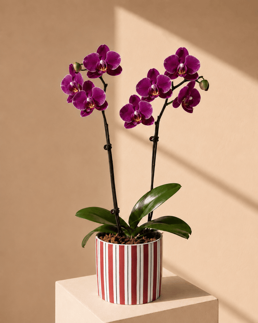 Purple Mini Phalaenopsis Orchid Arrangement - Dark Red Ceramic Pot