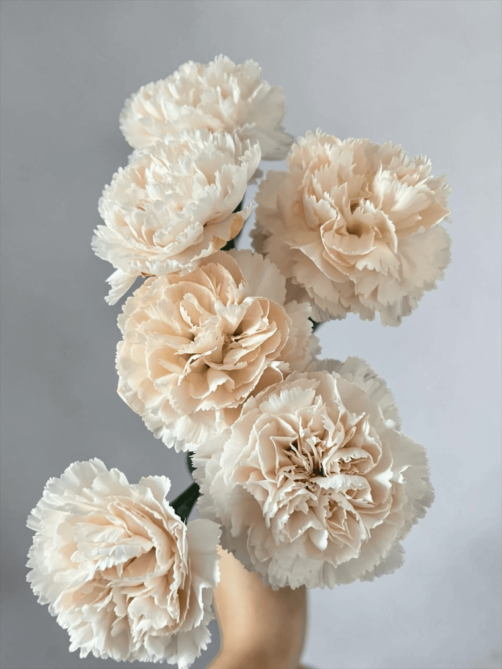 Mother's Day Carnation - Light Peach (18-20 Stems)