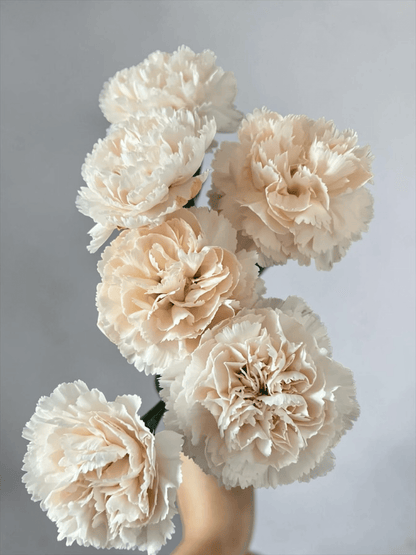 Mother's Day Carnation - Light Peach (18-20 Stems)