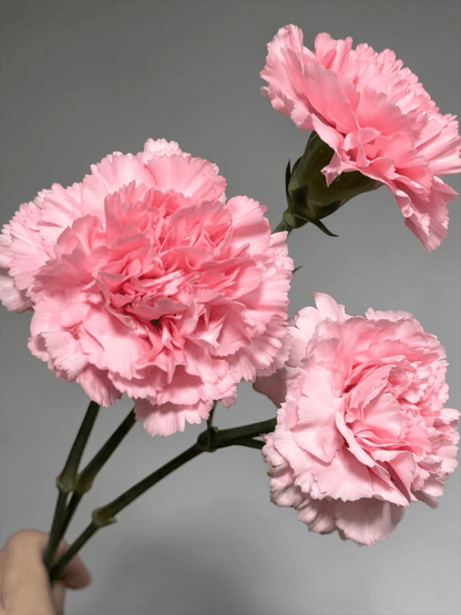 Mother's Day Carnations - Carmen Pink (18 - 20 Stems)