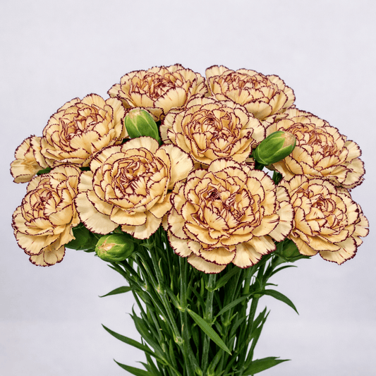 Mother's Day Spray Carnation - 2 Tone Dark Red Yellow (18-20 Stems)