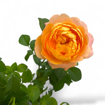 Pot Rose #1 Gallon - Orange Yellow