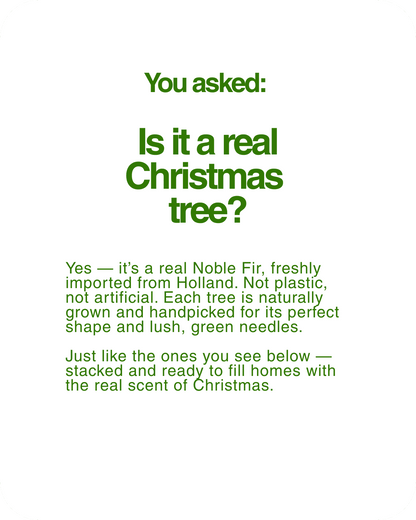 Real Christmas Tree (6/7 Ft. / 175 - 200cm) - Premium Grade Noble Fir