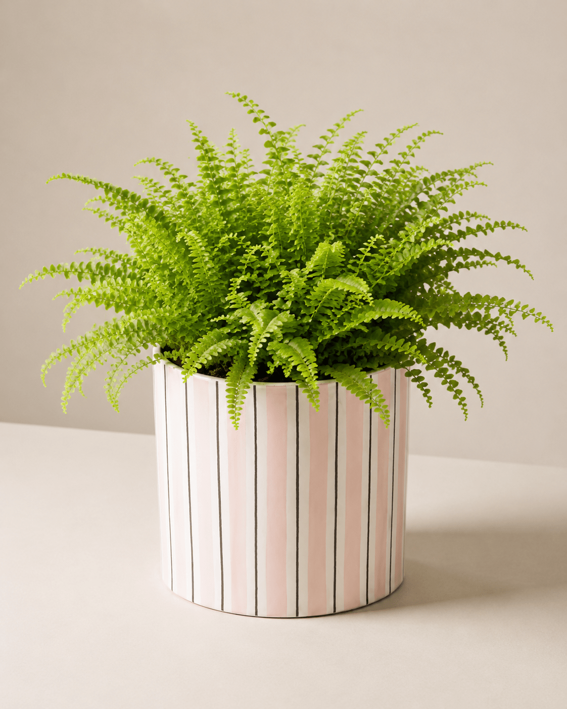 Boston Fern Arrangement - Light Pink Ceramic Pot