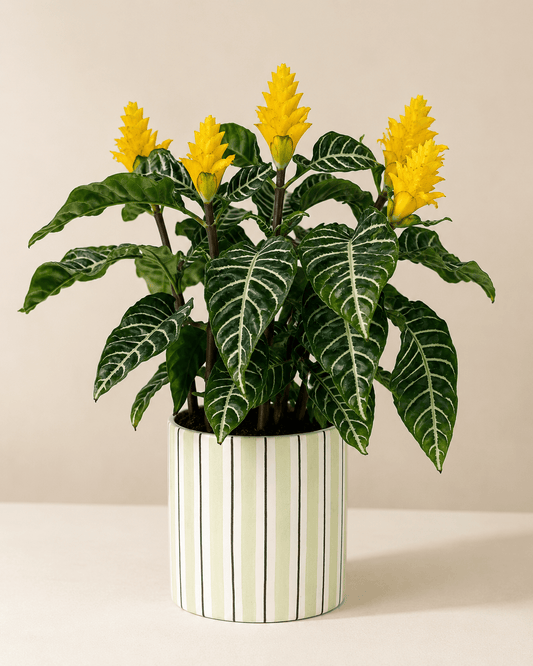 Zebra Plant (Aphelandra) Arrangement - Light Green Ceramic Pot