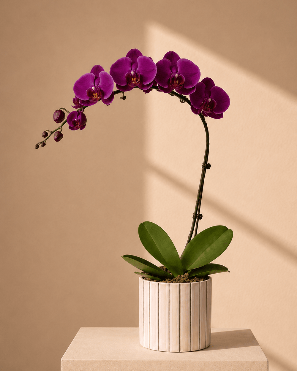 Purple Phalaenopsis Orchid Arrangement - Pink Ceramic Pot