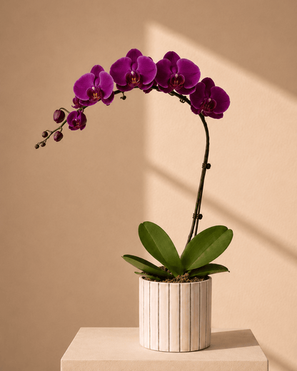 Purple Phalaenopsis Orchid Arrangement - Pink Ceramic Pot