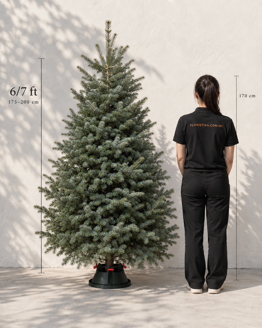 Real Christmas Tree (6/7 Ft. / 175 - 200cm) - Premium Grade Noble Fir