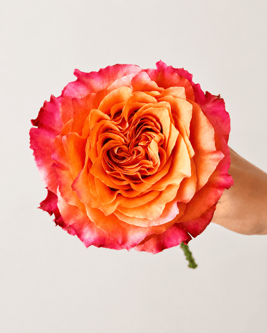 Rose - Firebird | 2 Tone Orange (10 Stems)