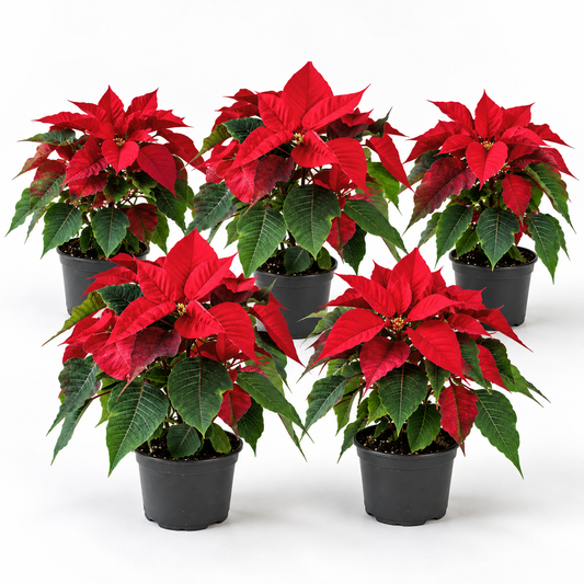 Poinsettia - Red (P150)