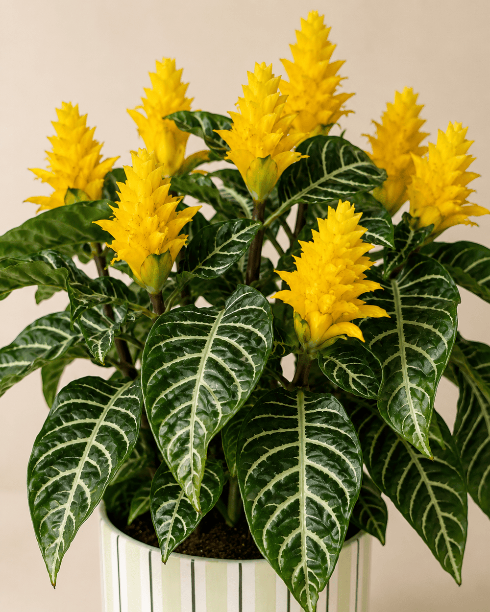 Zebra Plant (Aphelandra) Arrangement - Light Green Ceramic Pot