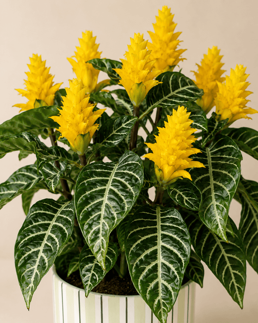 Zebra Plant (Aphelandra) Arrangement - Light Green Ceramic Pot