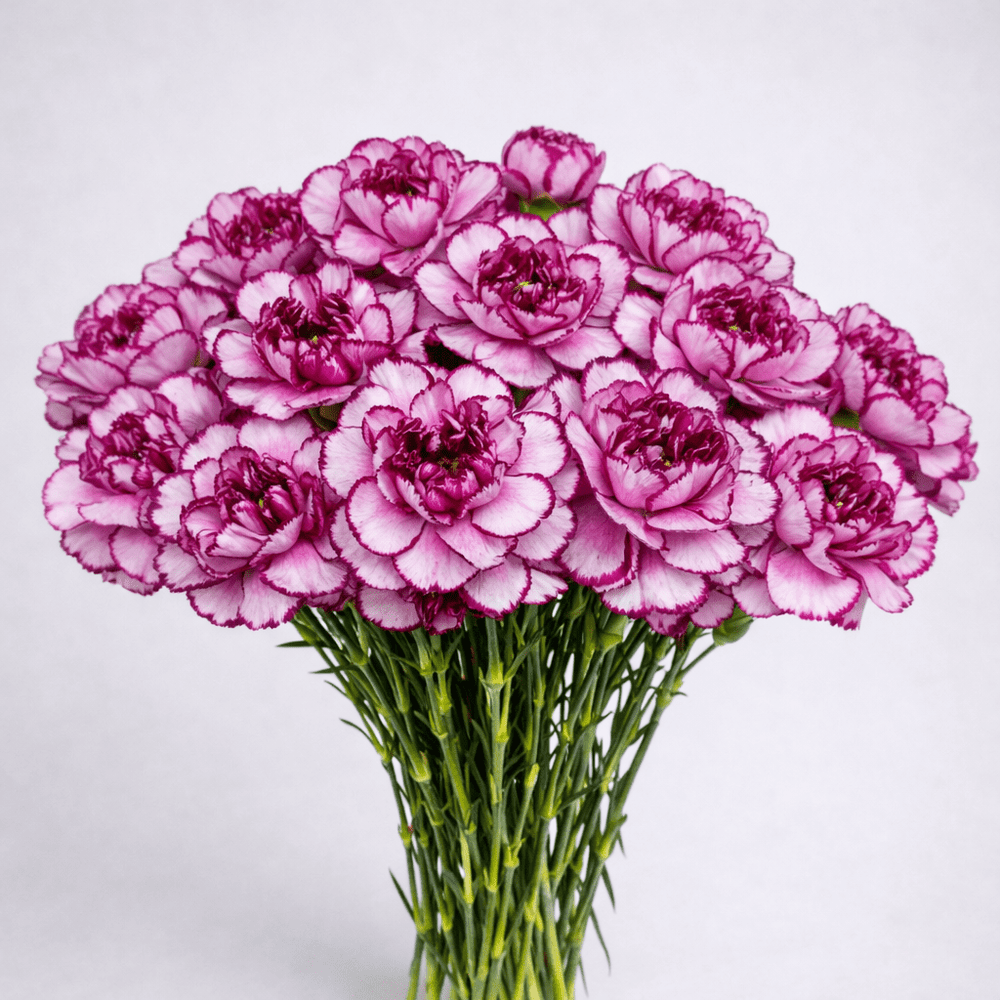 Mother's Day Carnation - 2 Tone Purple (18-20 Stems)