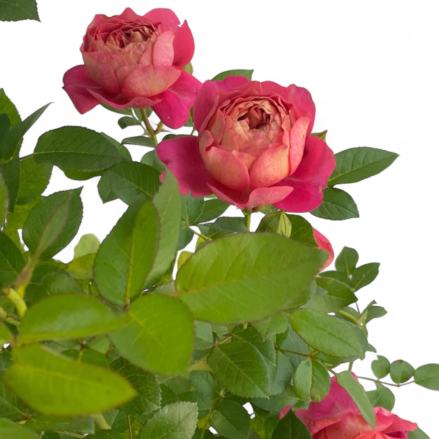 Pot Rose #1 Gallon - Pink