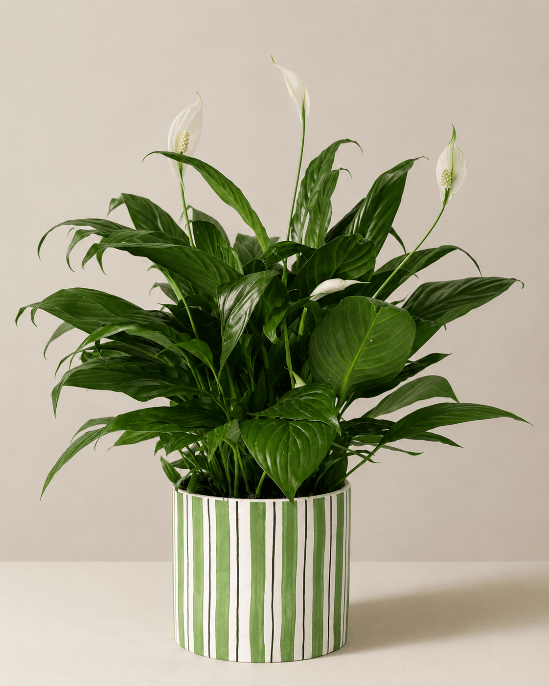 Peace Lily (Spathiphyllum) Arrangement - Dark Green Ceramic Pot
