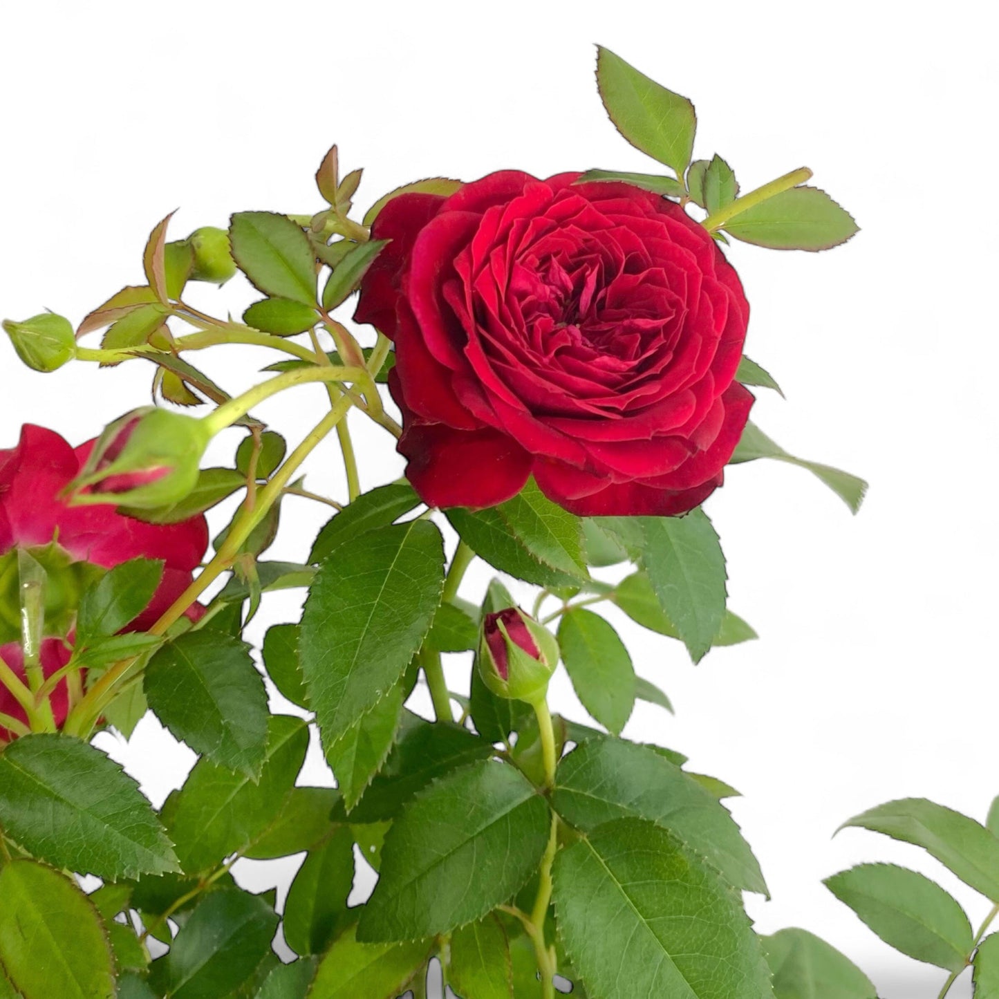 Pot Rose #1 Gallon - Red