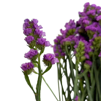 Statice - Cherry Pink