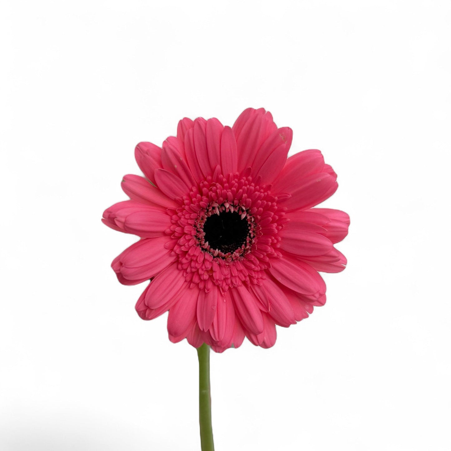 Gerbera - Pink