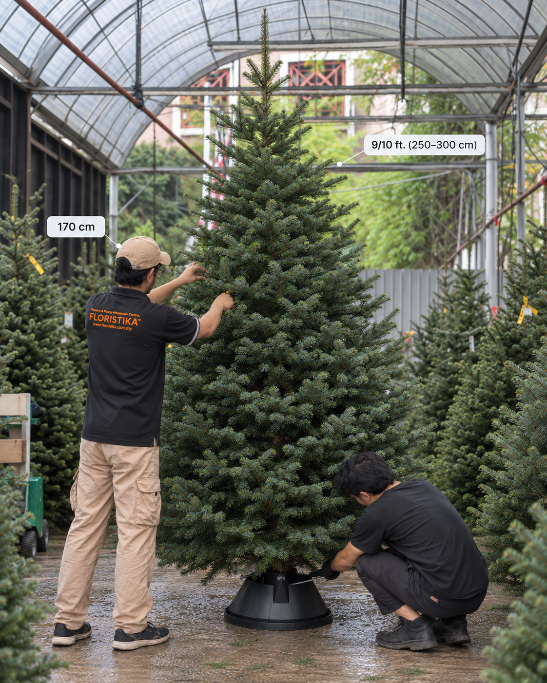 Real Christmas Tree (9/10 ft. / 250 - 300 cm) - Premium Grade Noble Fir