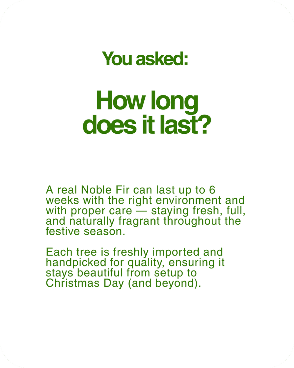 Real Christmas Tree (6/7 Ft. / 175 - 200cm) - Premium Grade Noble Fir